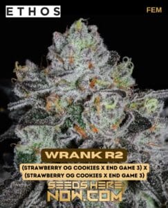 Wrank R2 (feminized) - Ethos Genetics