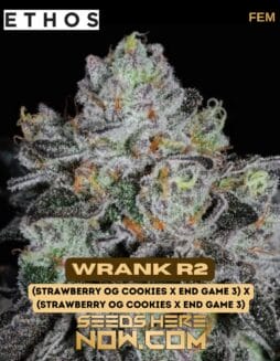 Ethos Genetics - Wrank R2 {FEM}Ethos Genetics - Wrank R2 {FEM}