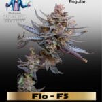 Flo F5 (Regular) - DJ Short Seeds
