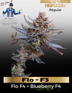 Flo F5 (Regular) (space) DJ Short Seeds
