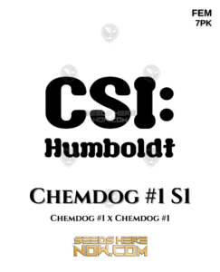 Chemdog #1 s1 (feminized) - csi humboldt