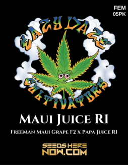 Eazy Daze Cultivators - Maui Juice R1 {FEM} [5pk]