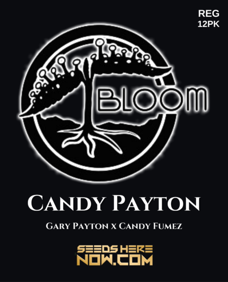 - Bloom Seed Co. - Candy Payton Reg} [12Pk]