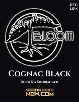 Bloom Seed Co. - Cognac Black {REG} [12pk]