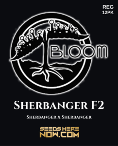 Sherbanger F2 (Regular) - Bloom Seed Co.