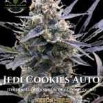 Jedi Cookie (Autoflower) - Precursor Genetics