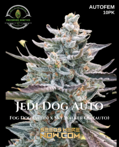 Jedi Dog Auto (autoflower) - Precursor Genetics