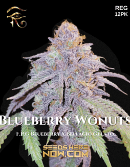 First Principles Genetics - Blueberry Wonuts {REG} [12pk]