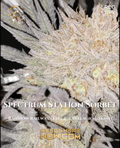 Spectrum station sorbet (regular) - first principles genetics