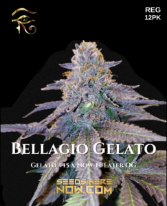 Bellagio gelato (regular) - first principles genetics