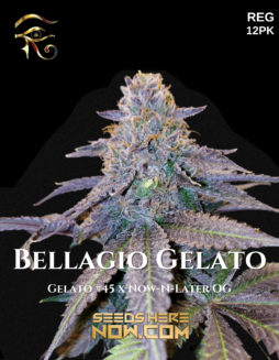 First Principles Genetics - Bellagio Gelato {REG} [12pk]