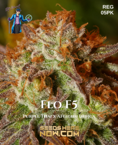 Flo f5 (regular) - dj short seeds