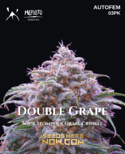 Double Grape (autoflower) - Mephisto Genetics