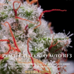 Peach Crescendo Auto R F3 (Autoflower) - Ethos Genetics