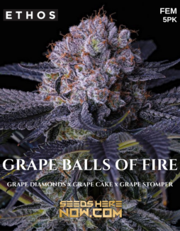 Ethos Genetics - Grape Balls Of Fire {FEM} [5pk]Grape Balls Of Fire
