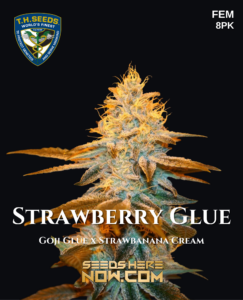 Strawberry Glue 710 Bonus Pack (feminized) - T.h. Seeds