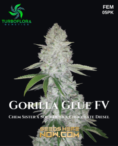 Gorilla Glue FV (Feminized) - TurboFlora Genetics