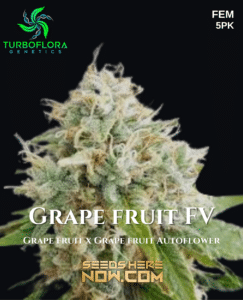 Grape Fruit Fv (feminized) - Turboflora Genetics