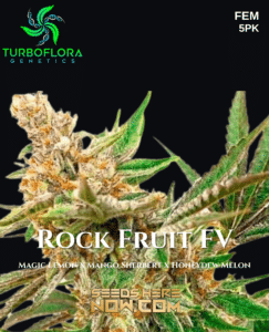 Rock Fruit Fv (feminized) - Turboflora Genetics