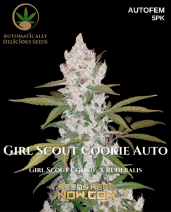 Girl Scout Cookie Auto (autoflower) - Automatically Delicious