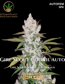 Automatically Delicious - Girl Scout Cookie Auto {AUTOFEM} [5pk]Plant photo info card