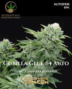 Gorilla Glue #4 Auto (autoflower) - Automatically Delicious