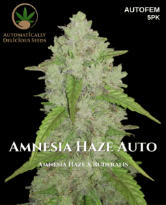 Amnesia Haze Auto (autoflower) - Automatically Delicious