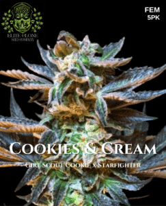 Cookies & Cream S1 (feminized) - Elite Clone Seed Company