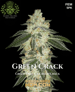 Green Crack S1 (Feminized) - Elite Clone Seed Company