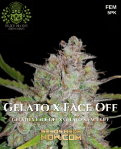 Gelato X Face off (feminized) - Elite Clone Seed Company