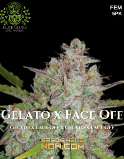 Elite Clone Seed Company - Gelato x Face Off {FEM} [5pk]Plant photo info card