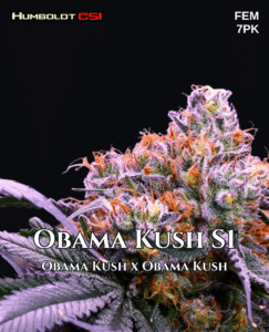 Obama kush s1 (feminized) - csi humboldt