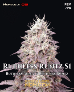 Ruthless runtz s1 (feminized) - csi humboldt