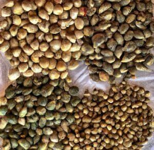 A Prime Pot(Space)Ential Paradise: Buy Cannabis Seeds Online (Space) Best Selection In The Us At Seedsherenow.com – A Prime Pot(space)ential Paradise: Buy Cannabis Seeds Online (space) Best Selection in the US at SeedsHereNow.com