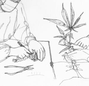 The Ultimate Guide To Cannabis Cloning: How To Make Weed Clones | Seedsherenow.com – The Ultimate Guide to Cannabis Cloning: How to Make Weed Clones | SeedsHereNow.com