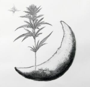 Unlock the Secret: How to Guarantee Female Plants with Feminized Seeds