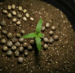 5 Tips For Successfully Growing Autoflowering Cannabis Seeds – 5 Tips for Successfully Growing Autoflowering Cannabis Seeds