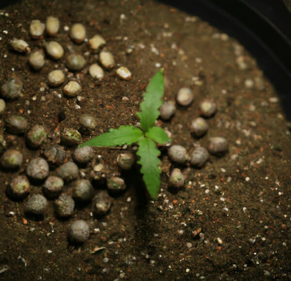 5 Tips for Successfully Growing Autoflowering Cannabis Seeds