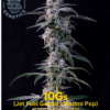 10gs (feminized) - Compound Genetics