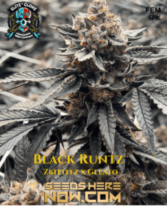 Black Runtz S1 (feminized) - Elite Clone Seed Company