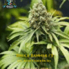 Headband S1 (feminized) - Elite Clone Seed Company