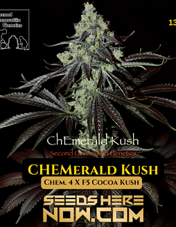Chemerald Kush