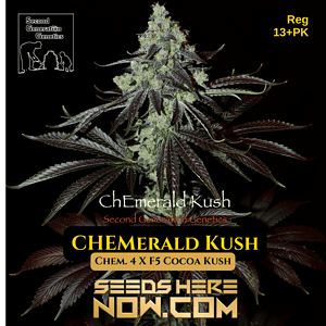 ChEmerald Kush (Regular) - Second Generation Genetics