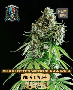 Charlotte's Web S1 (feminized) - Elite Clone Seed Company