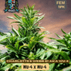 Charlotte's Web S1 (feminized) - Elite Clone Seed Company