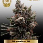 Skywalker 78 (Regular) - Green Bodhi Genetics