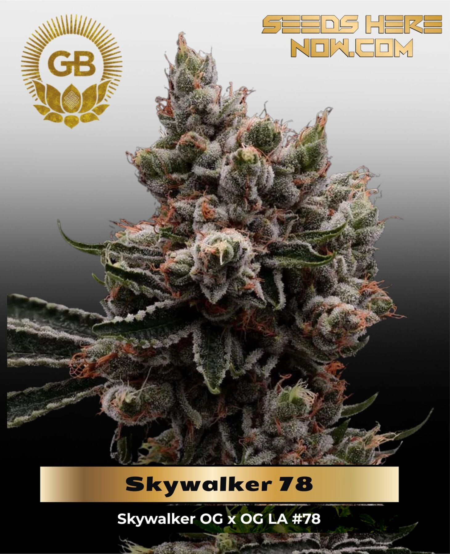 Skywalker 78 (Regular) - Green Bodhi Genetics