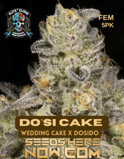 Elite Clone Seed Company - Dosi Cake * (Wedding Cake x Do-Si-Dos) {FEM} [5pk]Dosi Cake
