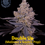 Double UP (Feminized) - Compound Genetics