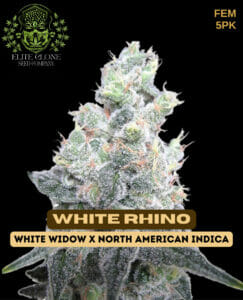 White Rhino S1 (Feminized) - Elite Clone Seed Company